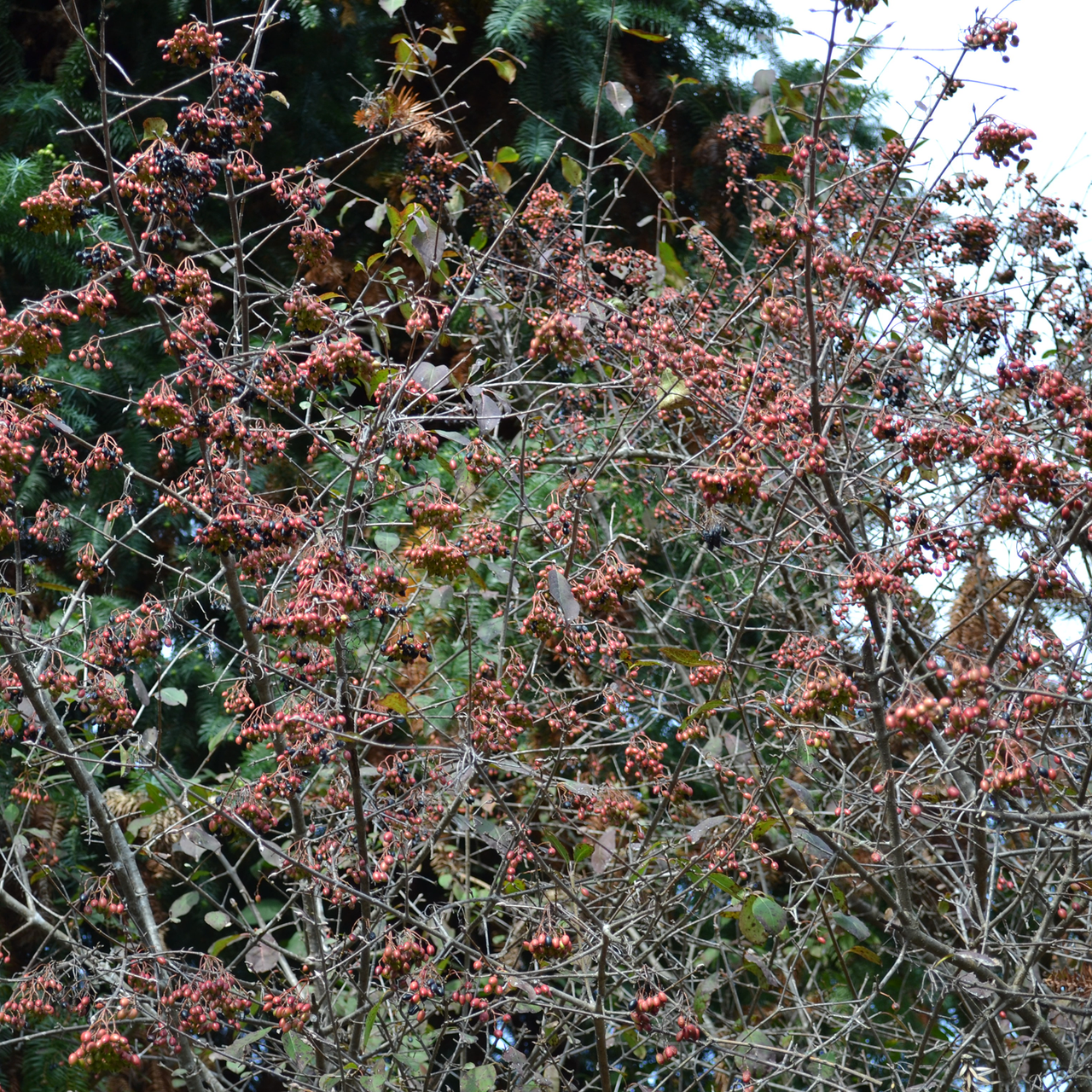 Bare Root Black Haw Viburnum (Viburnum prunifolium)