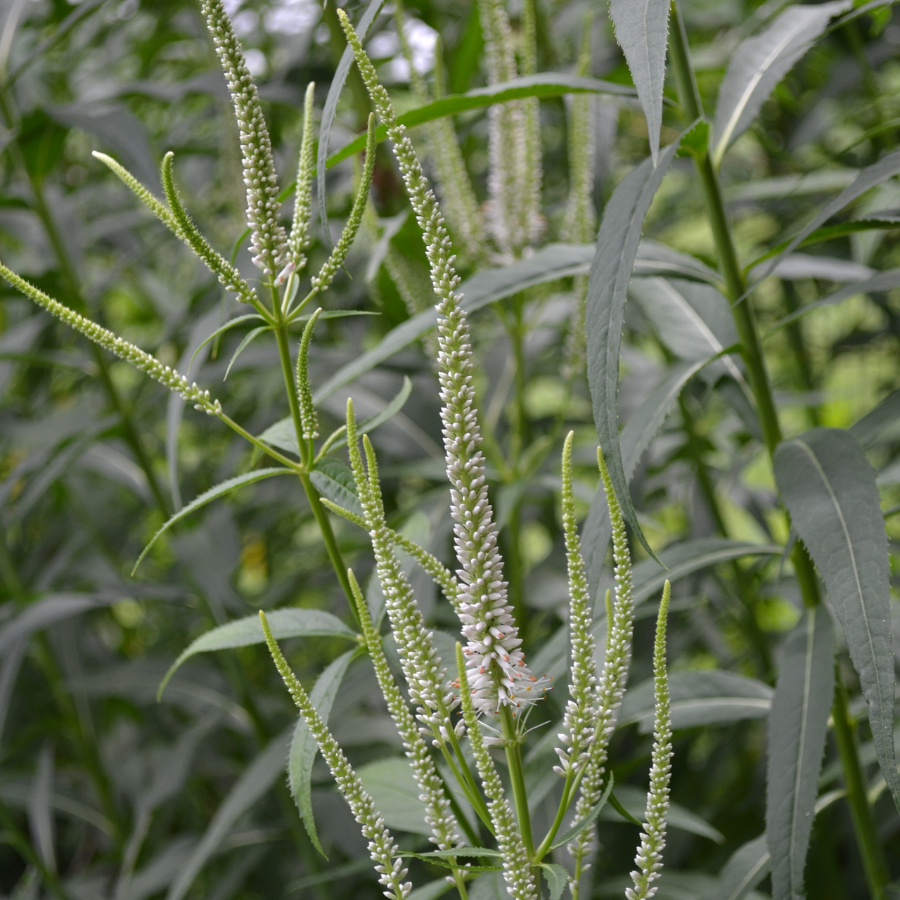 Culver's Root, Virginia Speedwell (Veronicastrum virginicum)