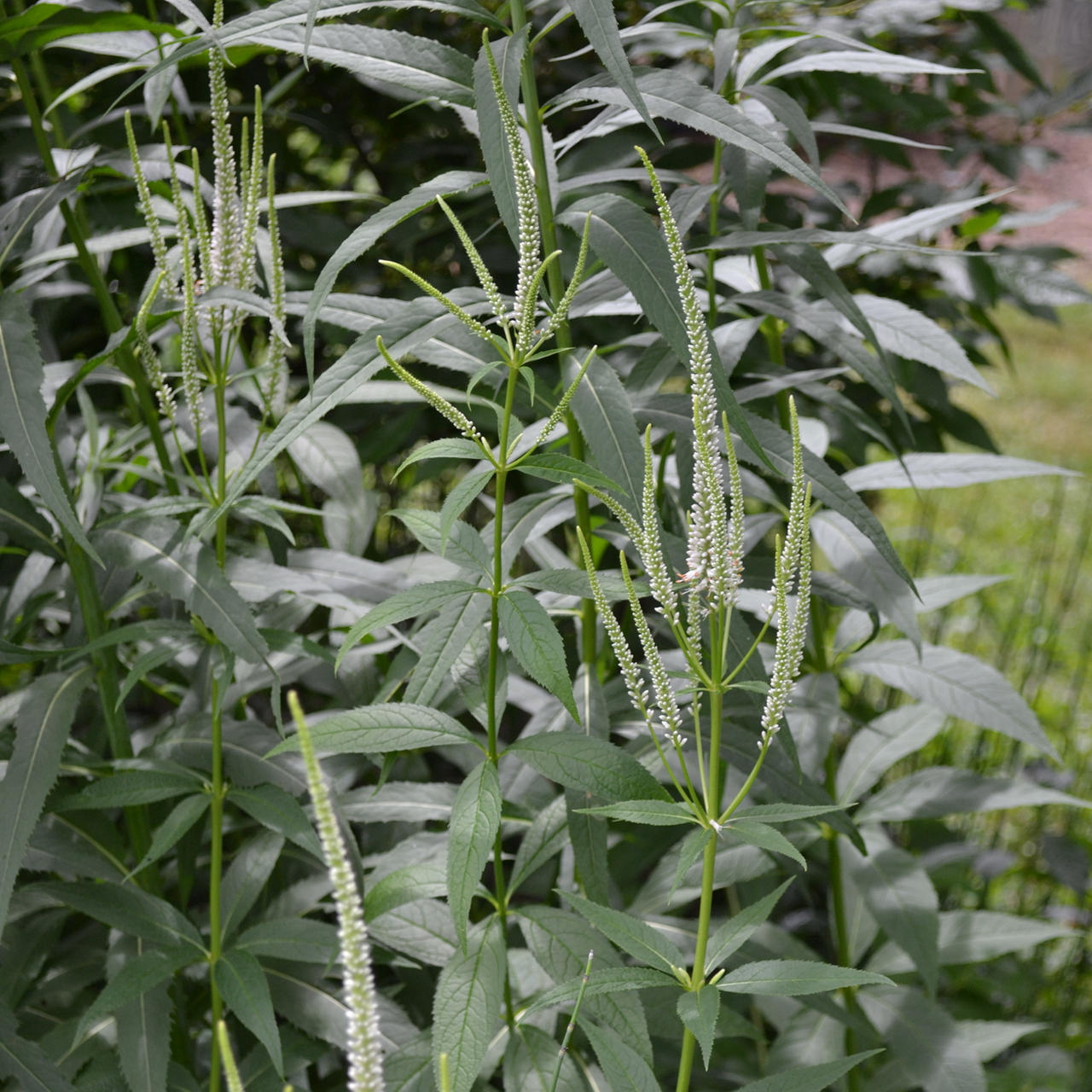 Culver's Root, Virginia Speedwell (Veronicastrum virginicum)