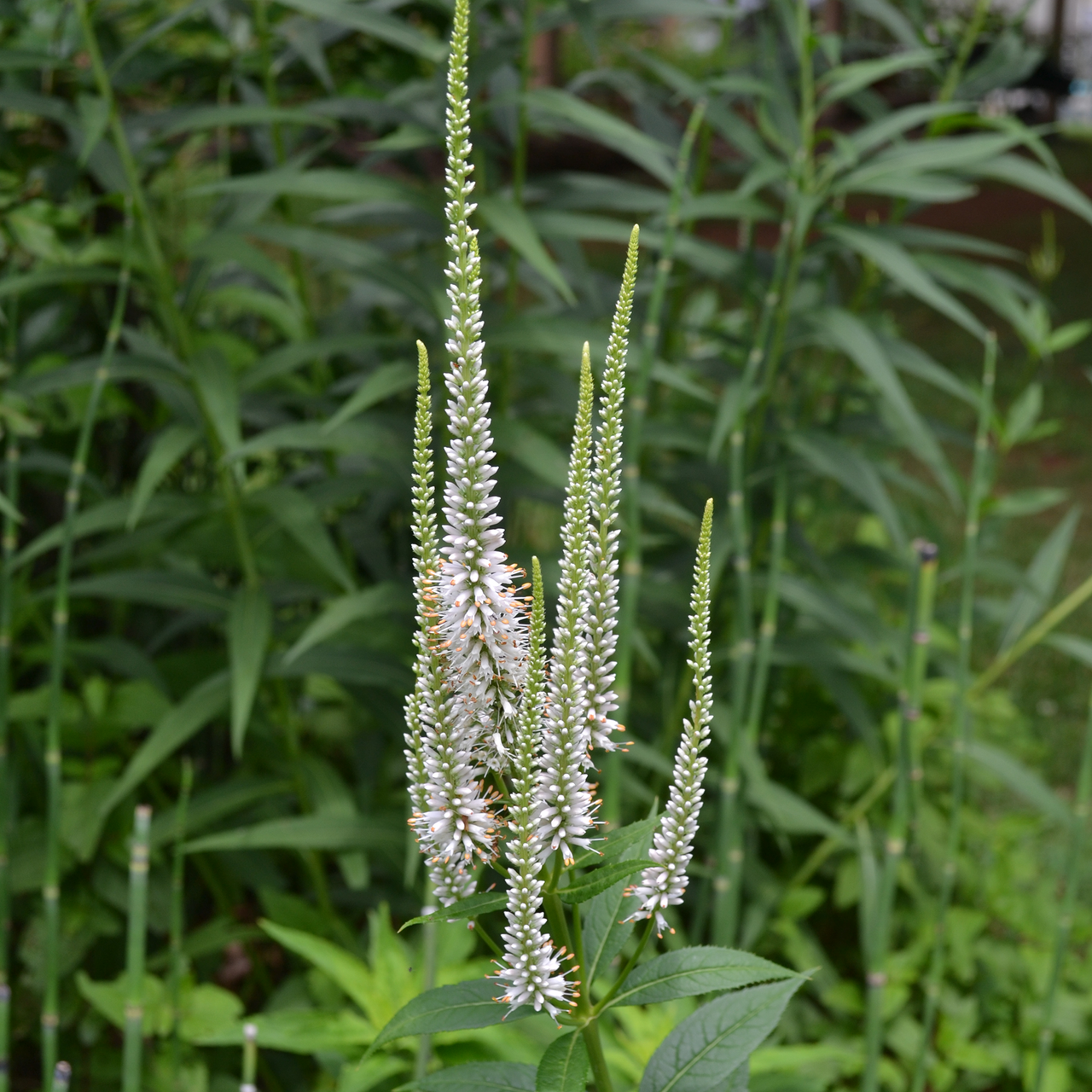 Culver's Root, Virginia Speedwell (Veronicastrum virginicum)