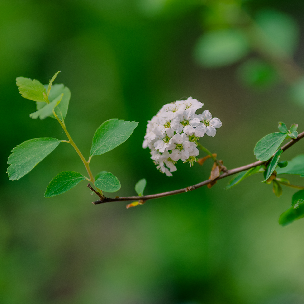 Vanhoutte Spirea (Spiraea x vanhouttei)