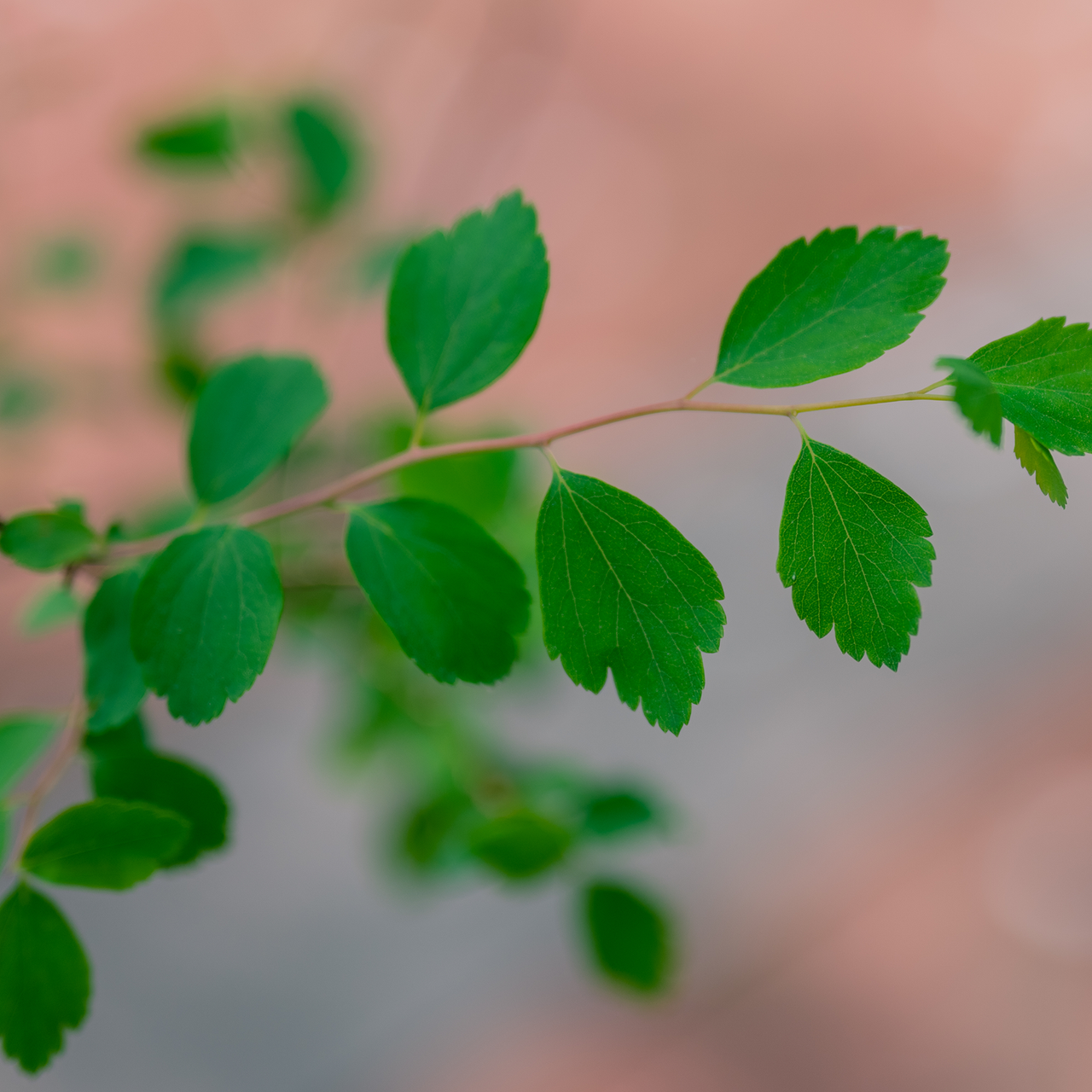 Vanhoutte Spirea (Spiraea x vanhouttei)