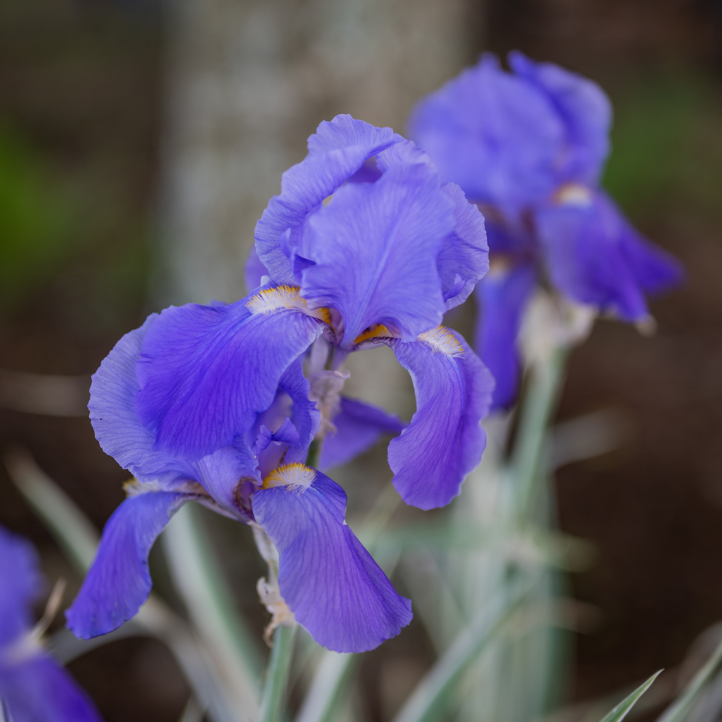 Variegated Sweet Iris (Iris pallida 'Variegata')