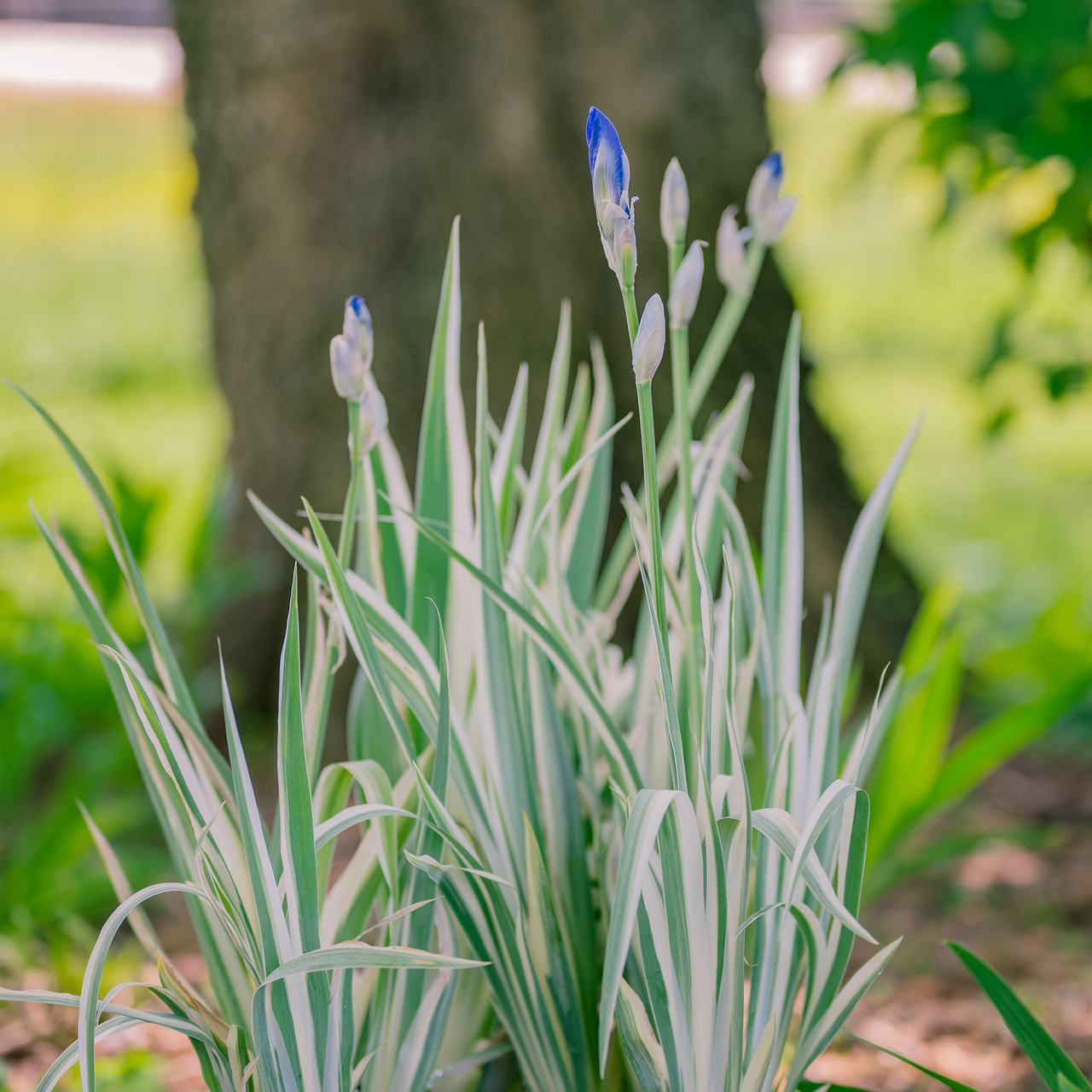 Variegated Sweet Iris (Iris pallida 'Variegata')