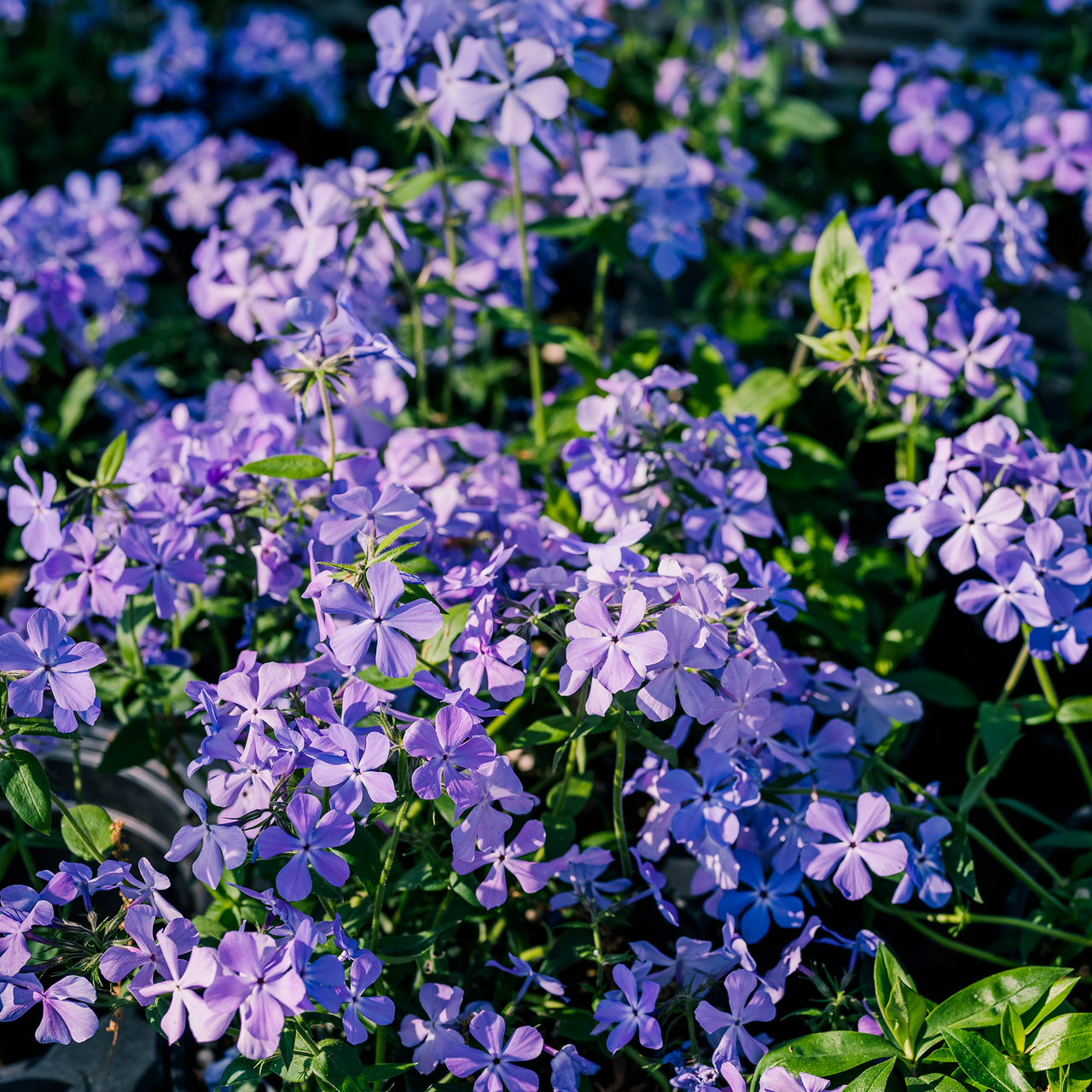 Bare Root Wild Blue Phlox (Phlox divaricata)