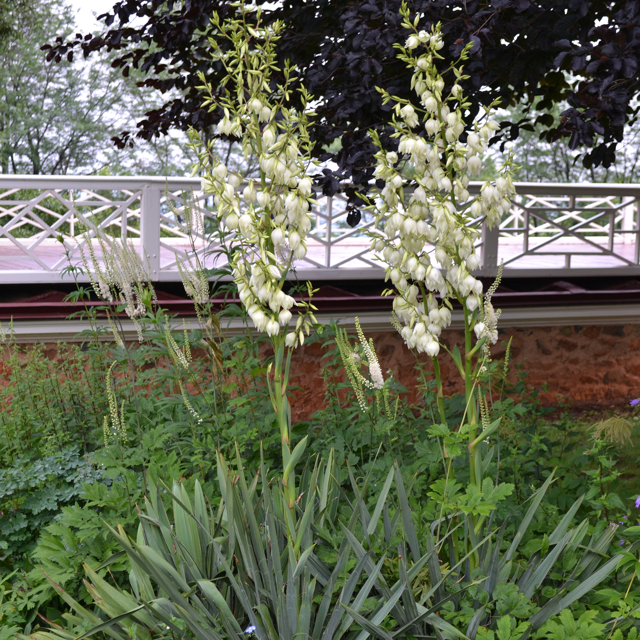 Bare Root Adam's Needle (Yucca filamentosa)