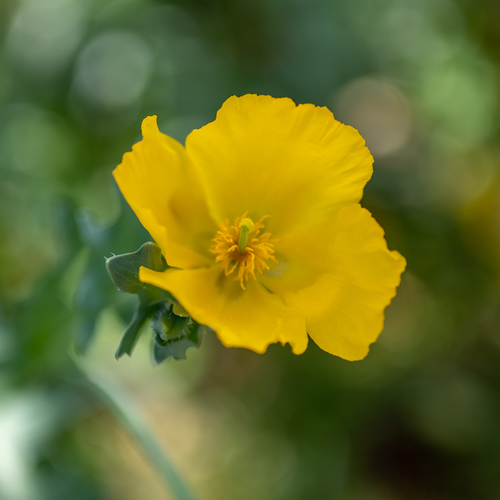 Yellow Horned Poppy  Seeds (Glaucium flavum)