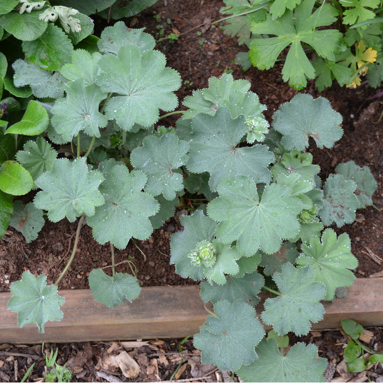 Lady's Mantle (Alchemilla mollis)