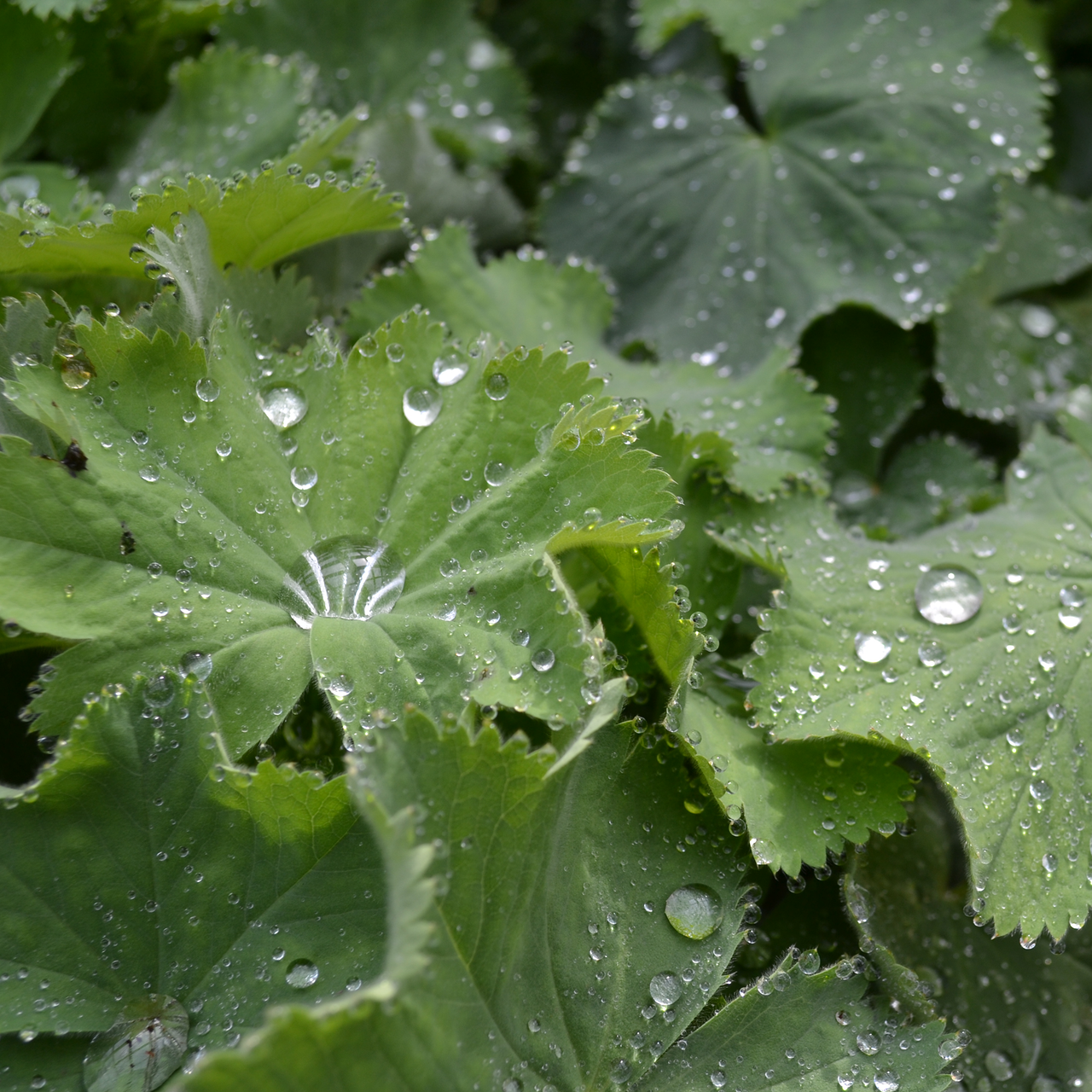 Lady's Mantle (Alchemilla mollis)