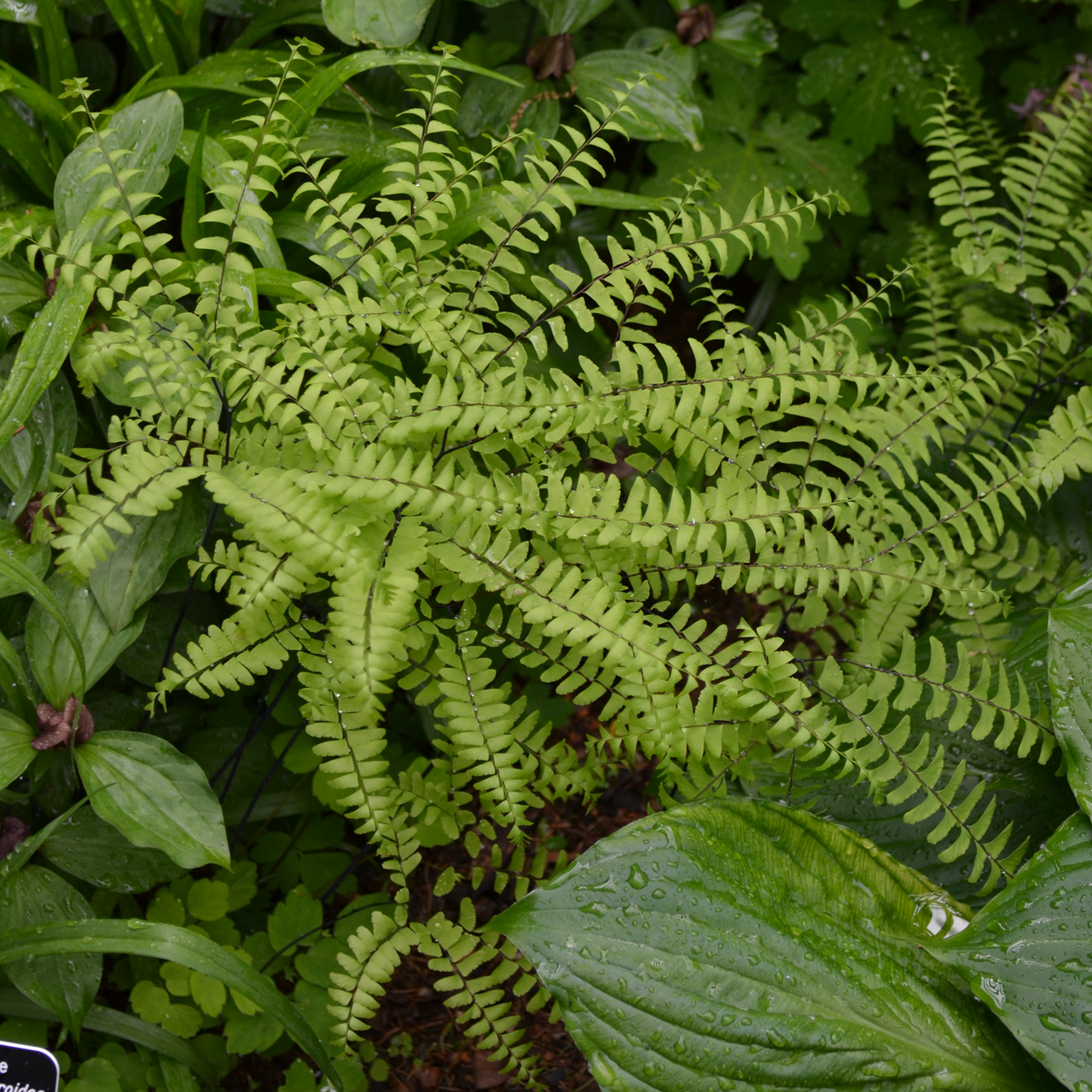 Northern Maidenhair Fern (Adiantum pedatum)