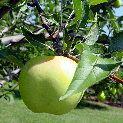 Bare Root Albemarle Pippin Apple Tree (Malus cv.)