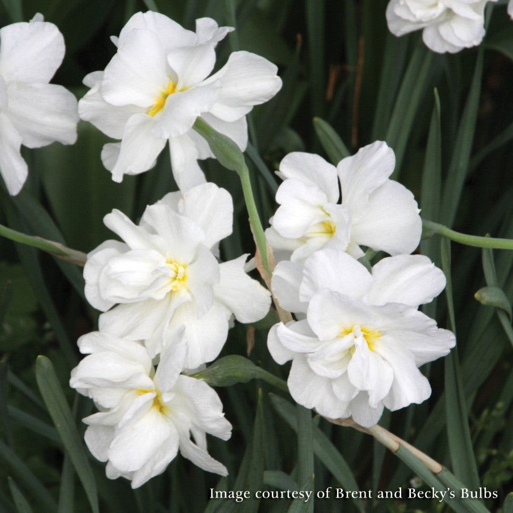 Double White Poet's Daffodil (Narcissus albus plenus odoratus)