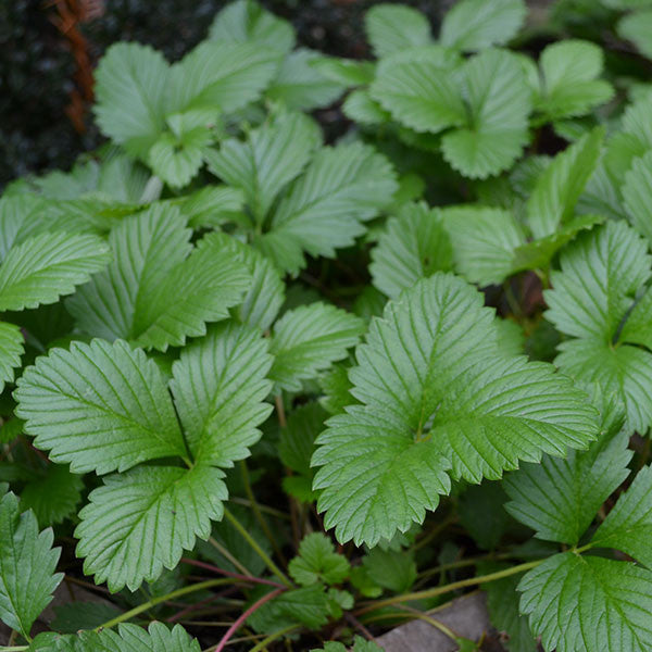 Alpine Strawberry (Fragaria vesca var. vesca)