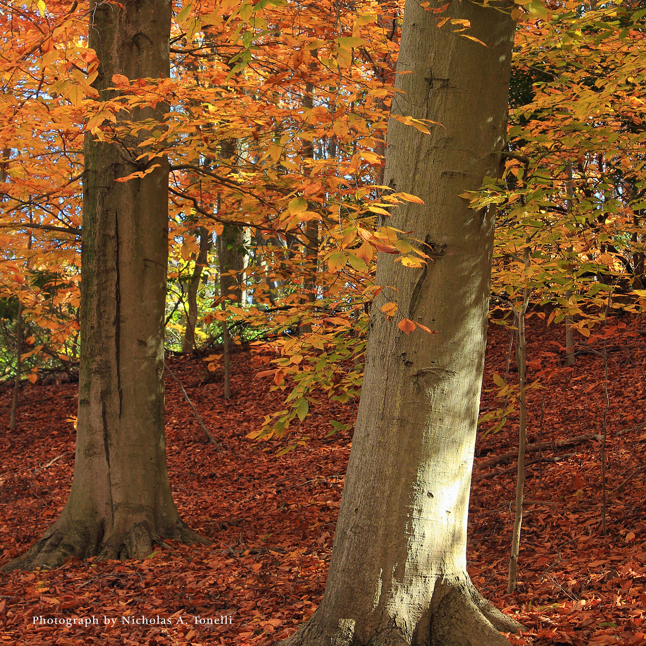 Bare Root American Beech (Fagus grandifolia)