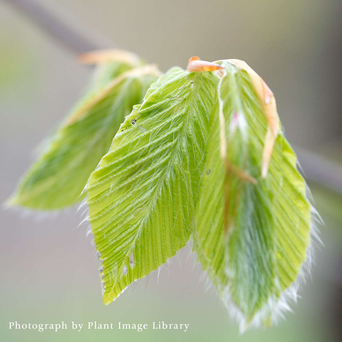 Bare Root American Beech (Fagus grandifolia)