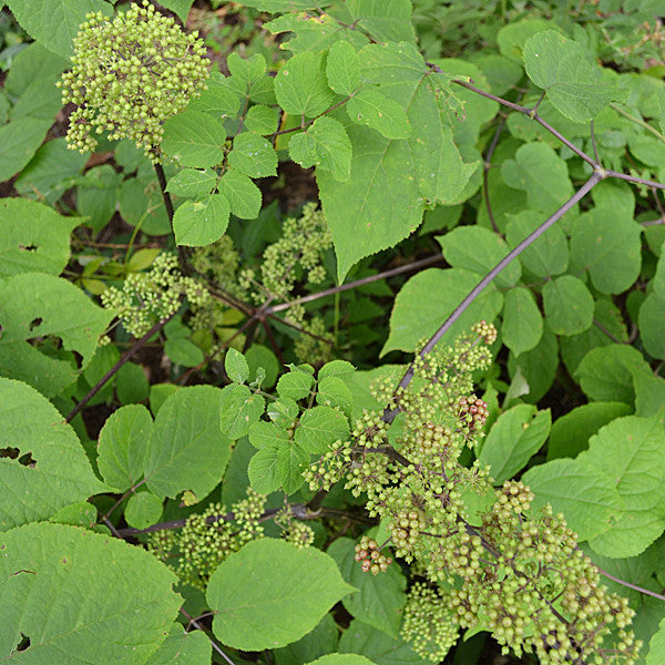 American Spikenard (Aralia racemosa)