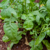 Arugula Seeds (Eruca vesicaria sativa)