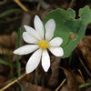 Bare Root Bloodroot (Sanguinaria canadensis)