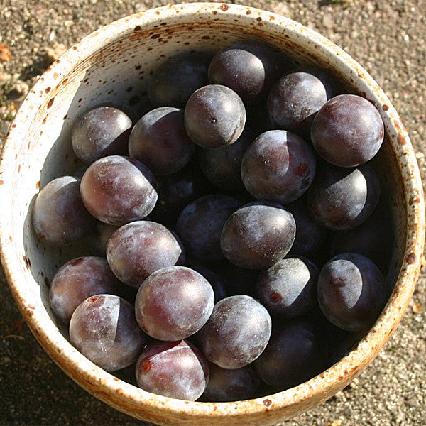 Bare Root Blue Damson Plum ( Prunus insititia)