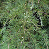 Bare Root Deodar Cedar (Cedrus deodara)