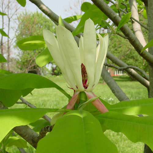 Bare Root Large-leaved Magnolia (Magnolia macrophylla)