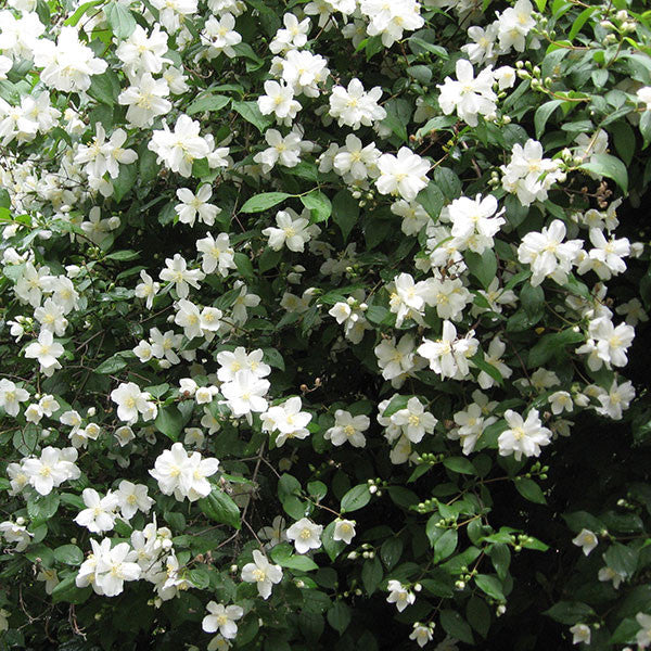 Bare Root Lewis's Mockorange (Philadelphus lewisii)