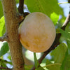 Bare Root Native American Plum (Prunus americana)