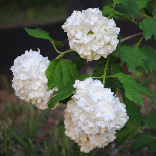 Bare Root Snowball Bush (Viburnum opulus roseum)