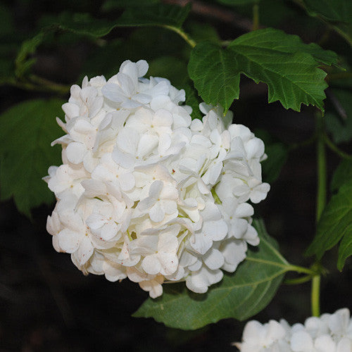 Bare Root Snowball Bush (Viburnum opulus roseum)