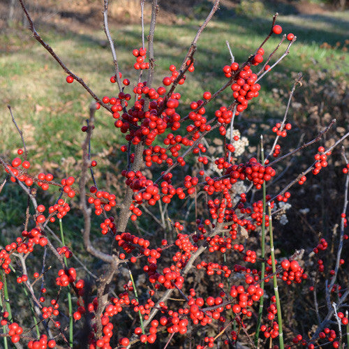 Bare Root Winterberry Holly (Ilex verticillata unsexed)