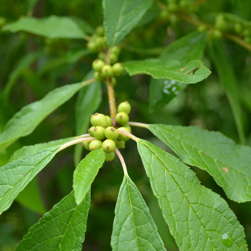 Bare Root Winterberry Holly (Ilex verticillata unsexed)