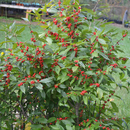 Bare Root Winterberry Holly (Ilex verticillata unsexed)