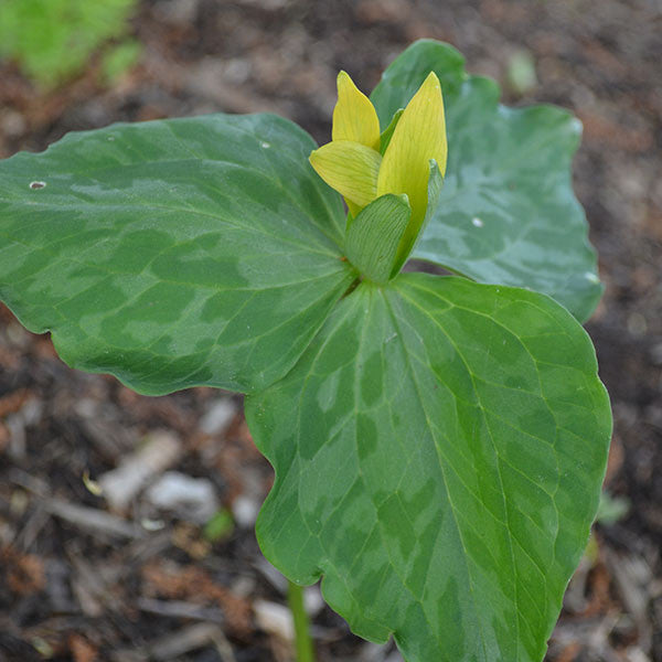 Bare Root Yellow Trillium, Wake-robin (Trillium luteum)