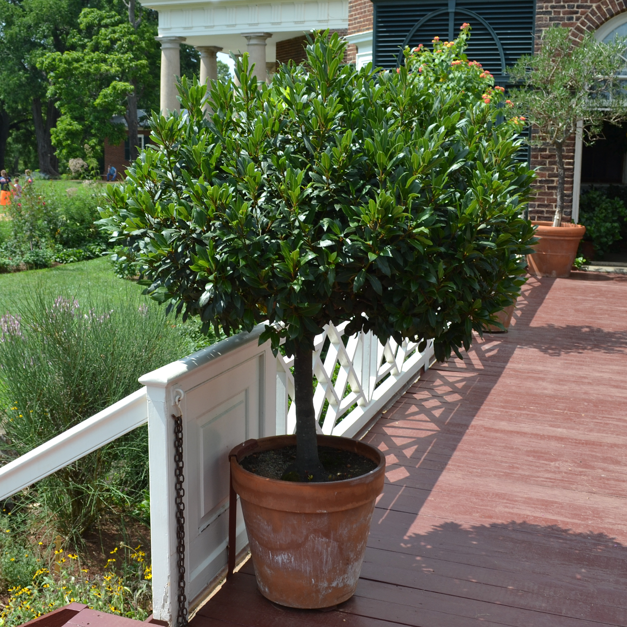 Sweet Bay Laurel (Laurus nobilis)