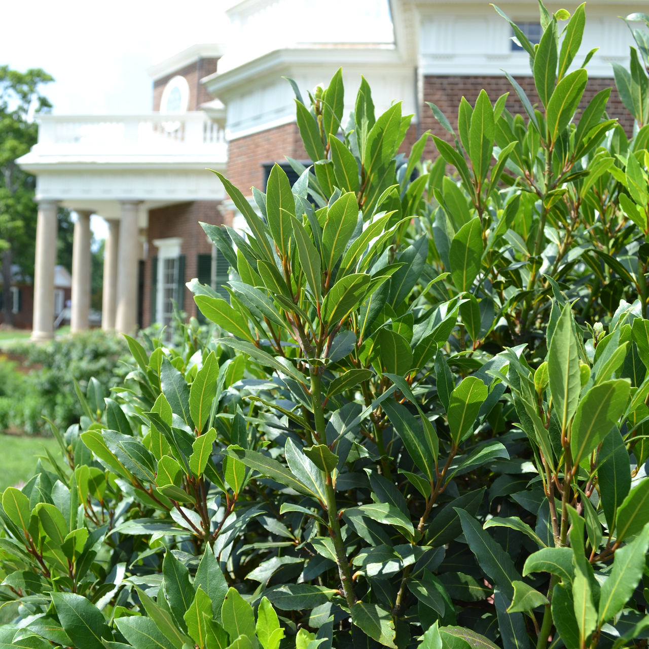 Sweet Bay Laurel (Laurus nobilis)