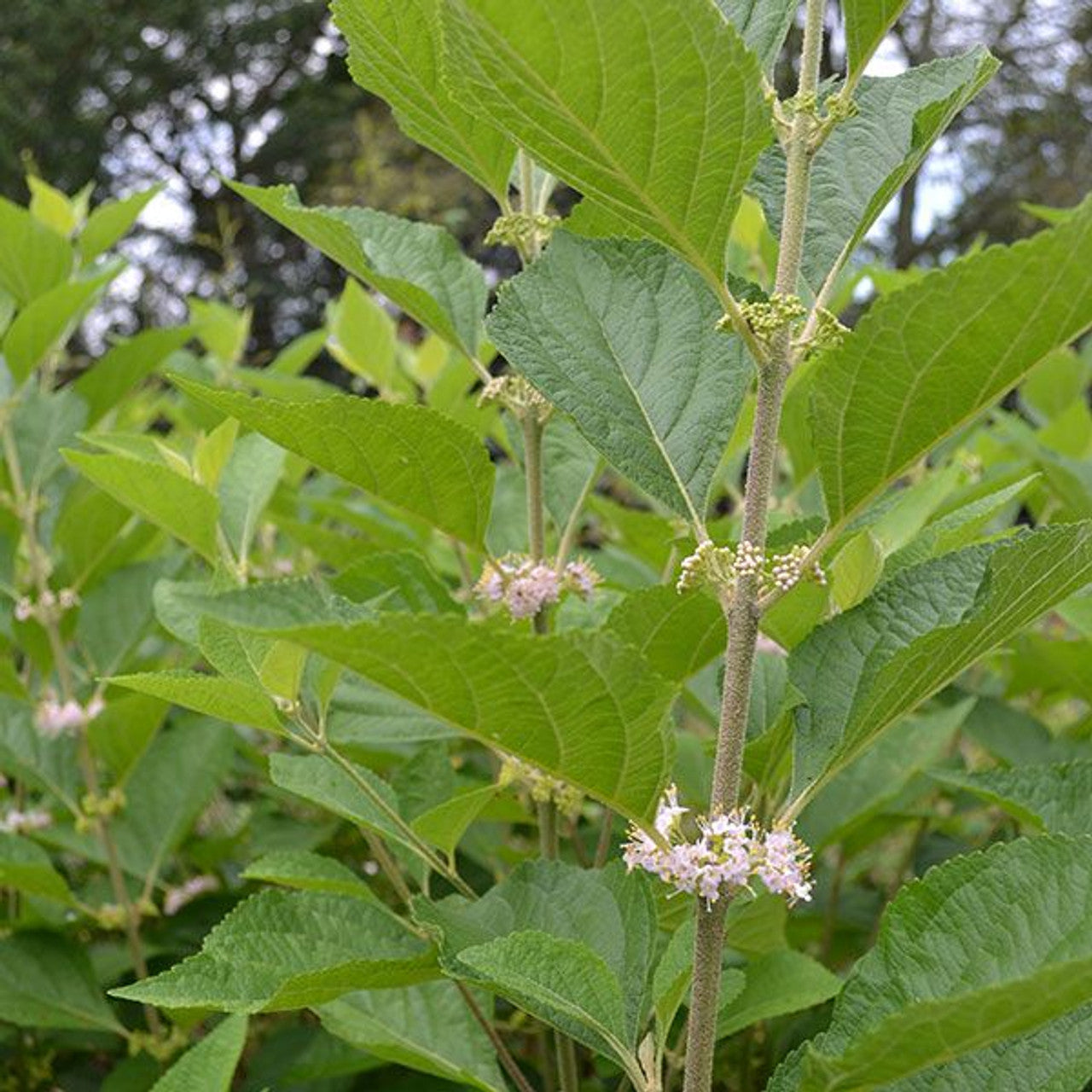 Bare Root American Beautyberry (Callicarpa americana)