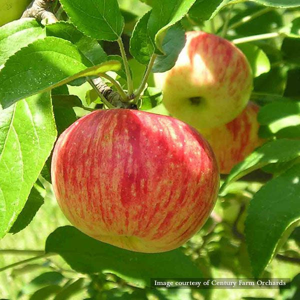 Bare Root Bevan's Favorite Apple Tree (Malus cv.)