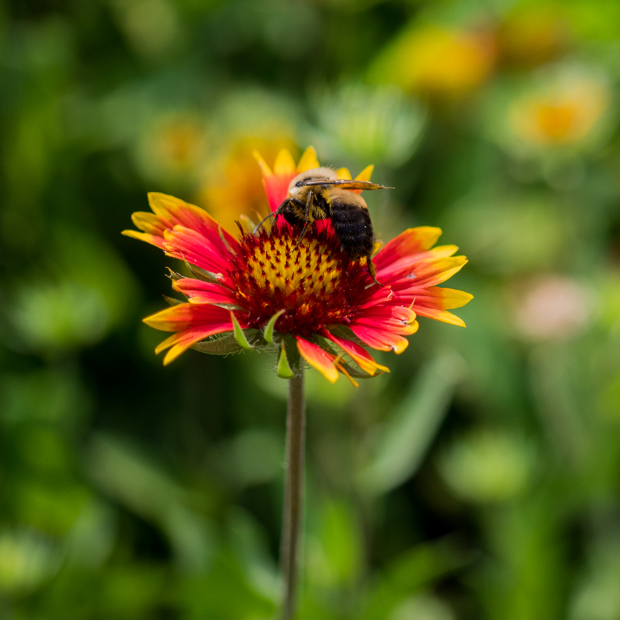 Blanket Flower (Gaillardia aristata)