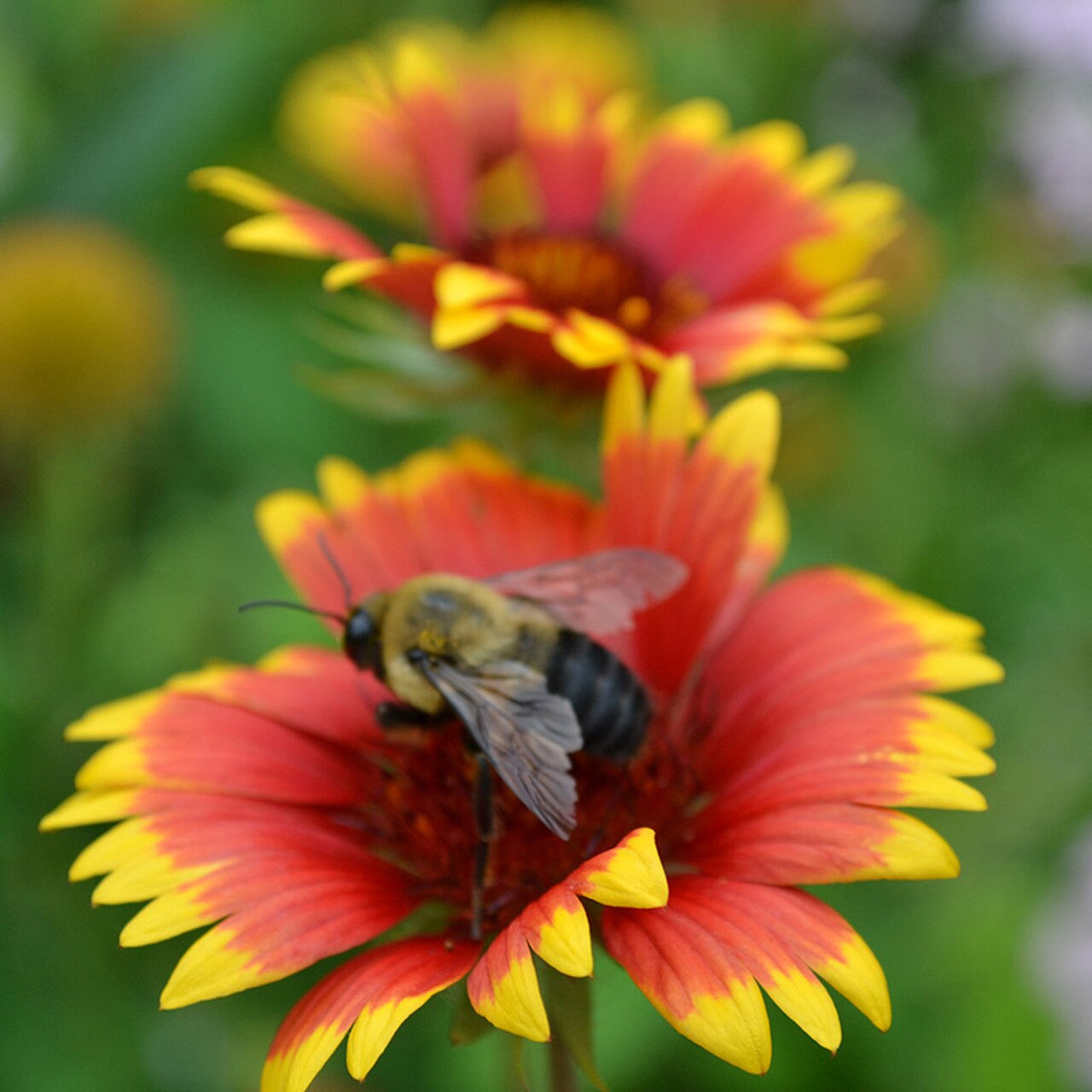 Blanket Flower (Gaillardia aristata)