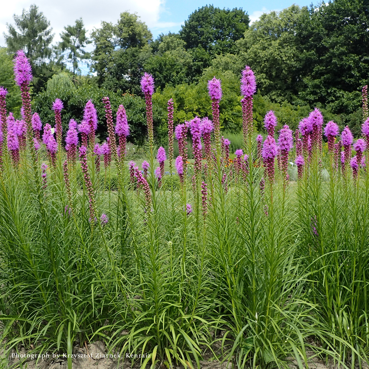 Bare Root Dense Blazing Star (Liatris spicata)