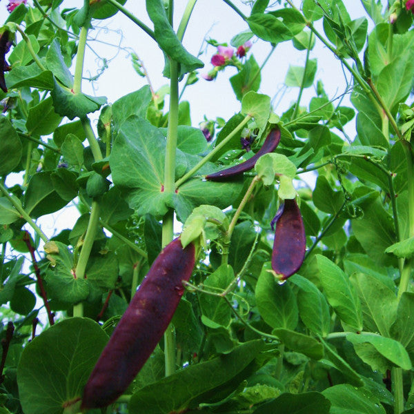 Blue-podded Capucijner Pea Seeds (Pisum sativum cv.)