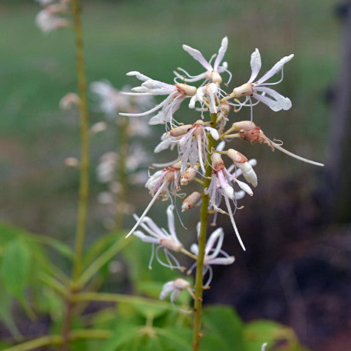 Bottlebrush Buckeye (Aesculus parviflora)