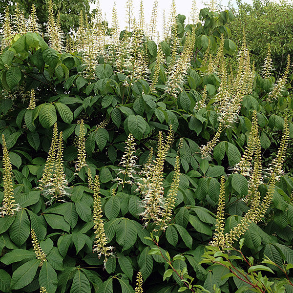 Bottlebrush Buckeye (Aesculus parviflora)