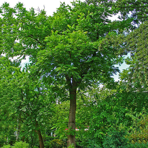 Bare Root Butternut (Juglans cinerea)