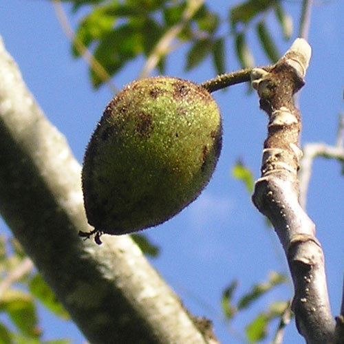 Bare Root Butternut (Juglans cinerea)