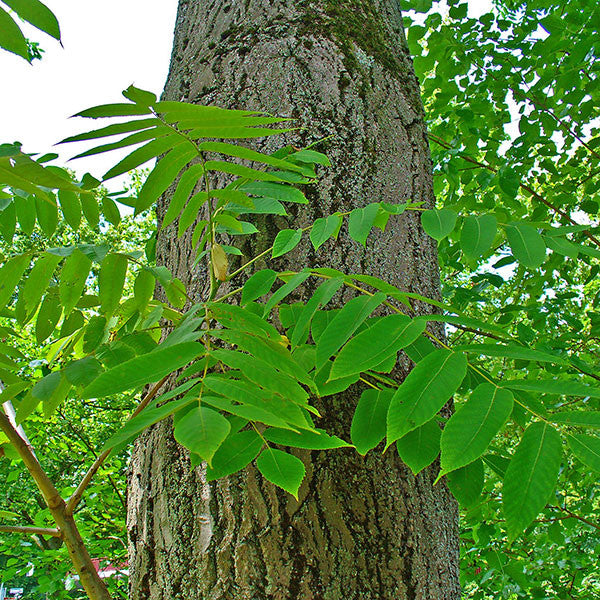 Bare Root Butternut (Juglans cinerea)