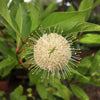 Bare Root Button Bush; Button-wood (Cephalanthus occidentalis)