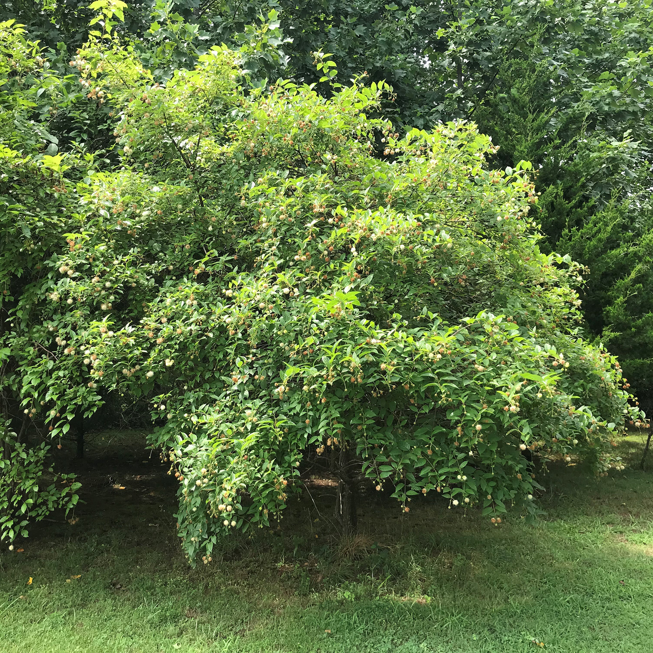 Button Bush (Cephalanthus occidentalis)