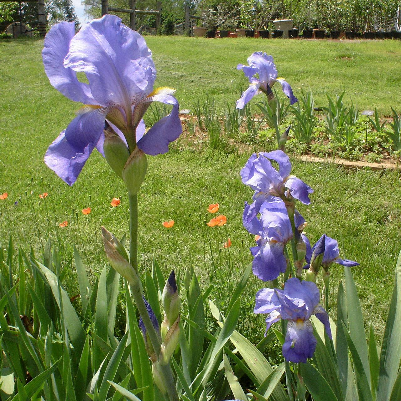 California Blue Iris (Iris x germanica cv.)