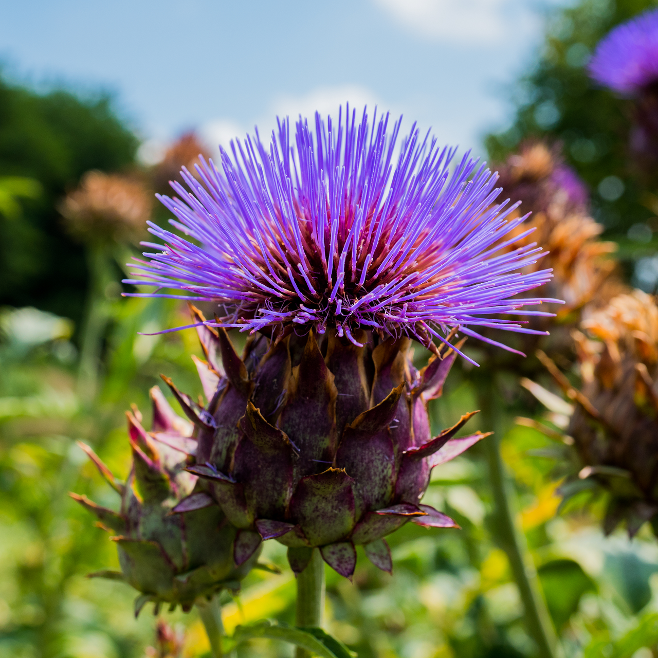 Cardoon (Cynara cardunculus)